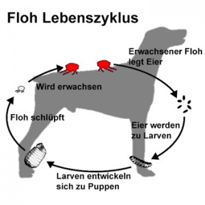 Die weißen Pigmentflecke vom Solarium